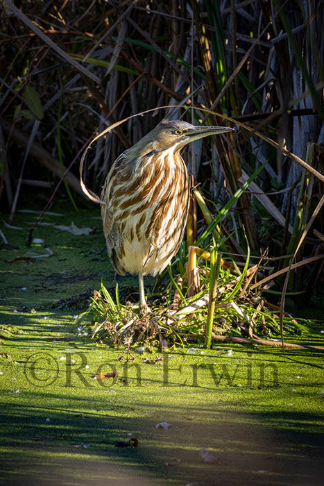 American Bittern