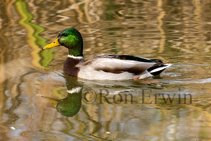 Mallard Duck Male