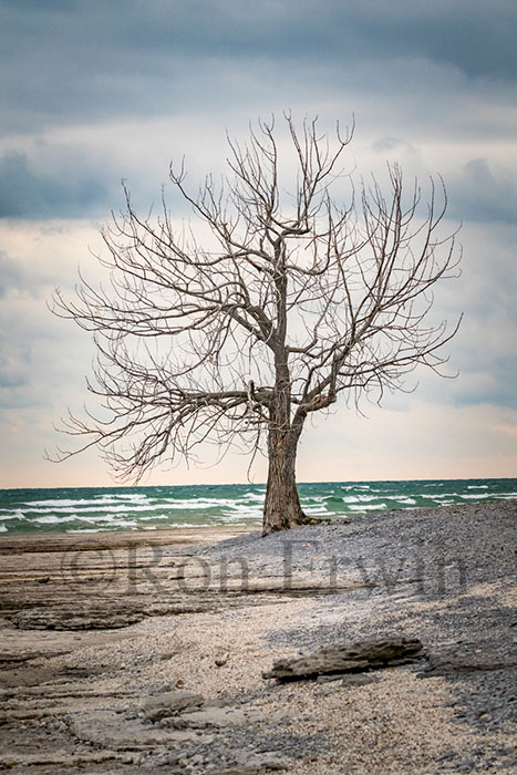 Ostrander Point Tree, ON