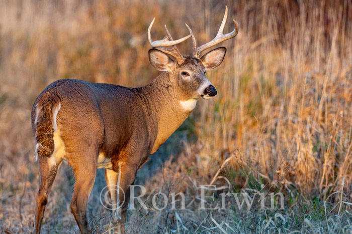 White-tailed Deer Buck