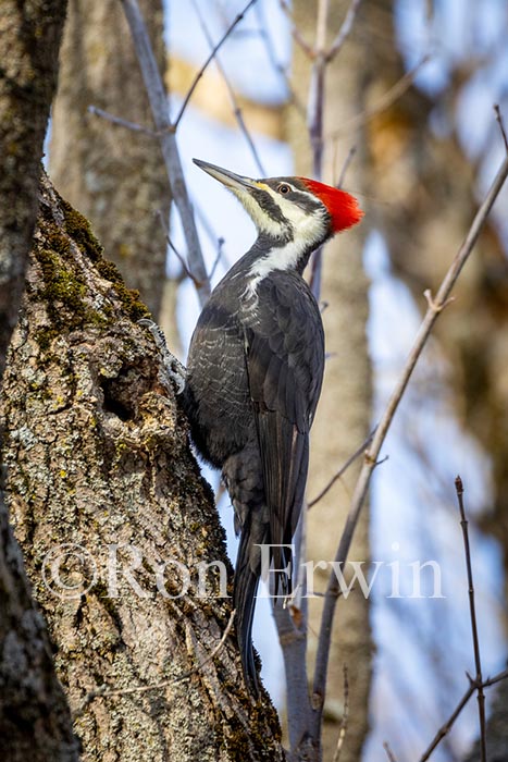 Pileated Woodpecker Female