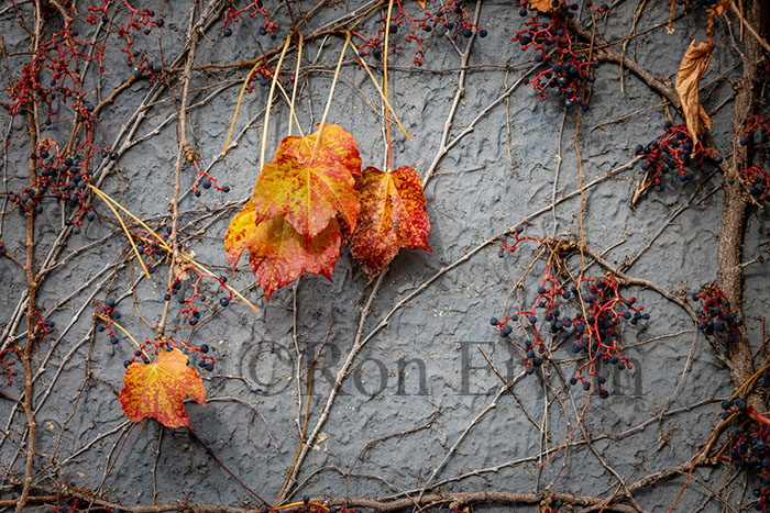 Autumn Vines