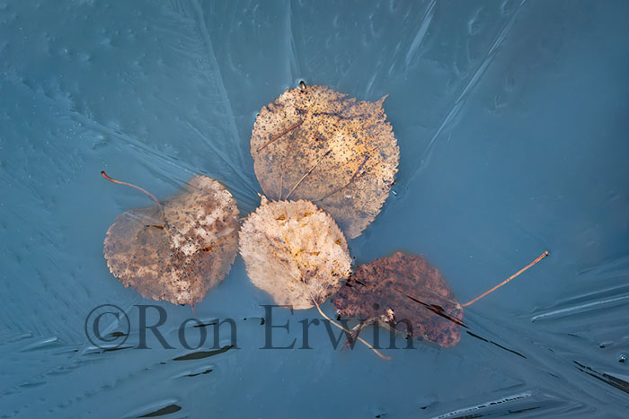 Leaves in Ice