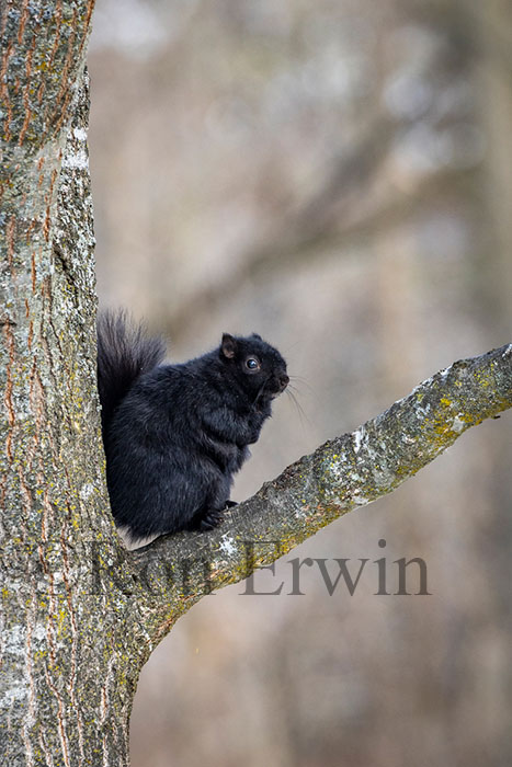 Eastern Gray Squirrel