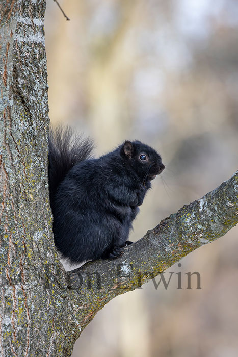 Eastern Gray Squirrel