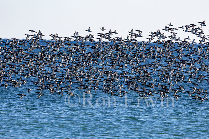 Scaup Flock