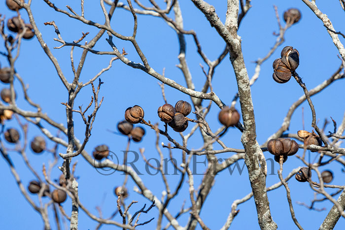 Shagbark Hickory Nuts