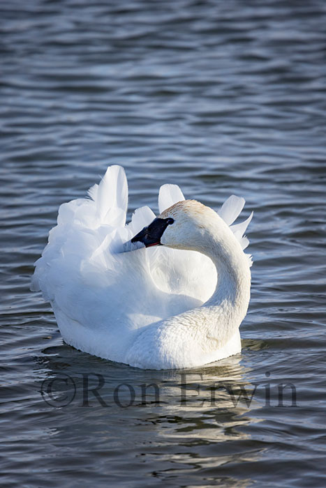 Trumpeter Swan