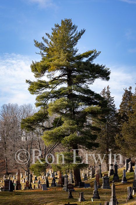 Eastern White Pines