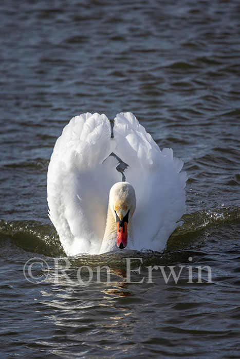 Mute Swan