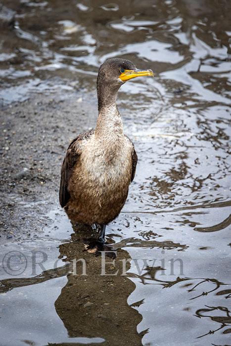 Double-crested Cormorant