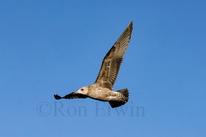 Juvenile Herring Gull