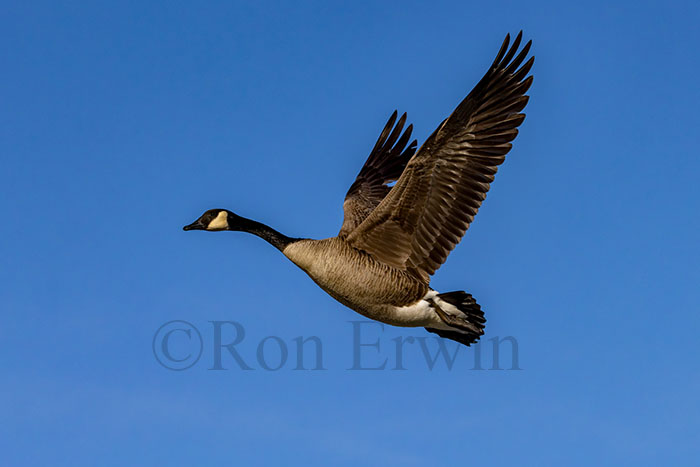 Canada Goose in Flight