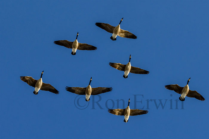 Canada Geese in Flight