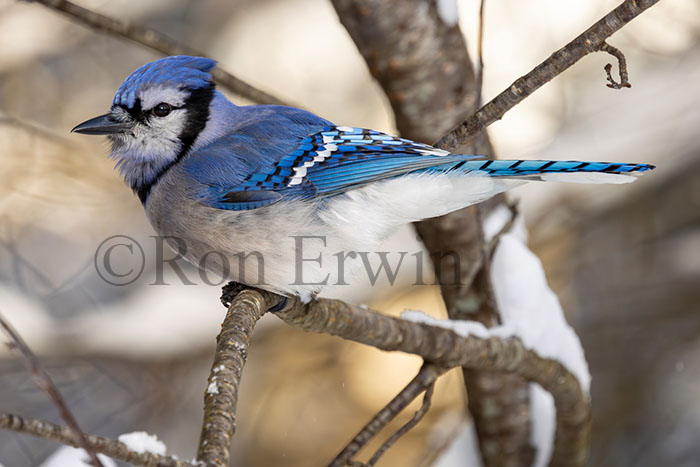 Blue Jay