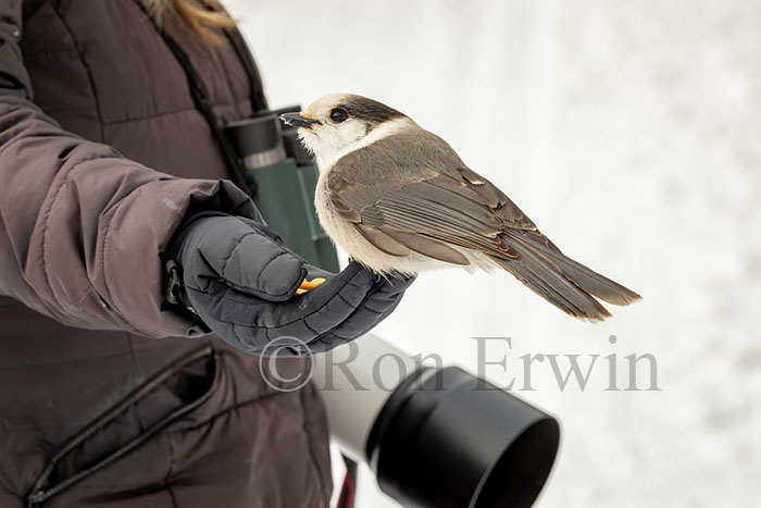 Canada Jay looking for Food