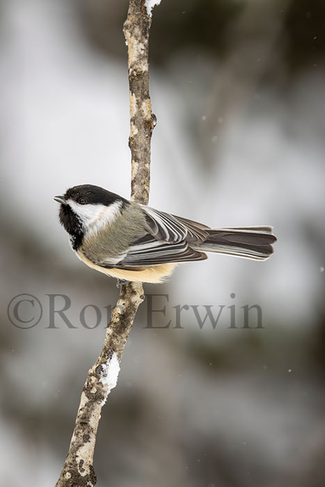 Black-capped Chickadee