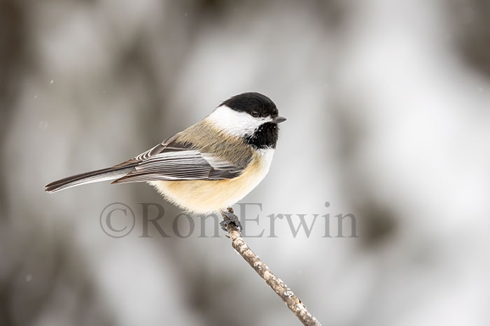 Black-capped Chickadee