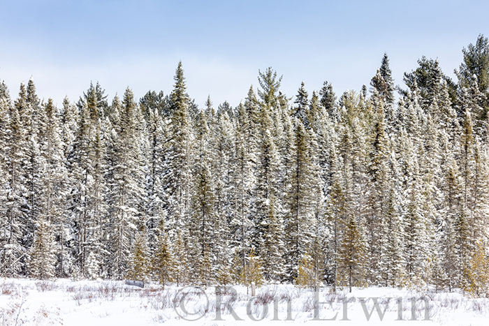 Snow Covered Trees