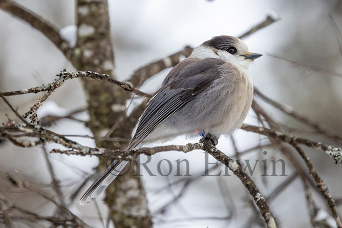 Canada Jay