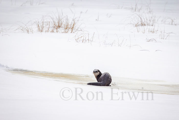 River Otter