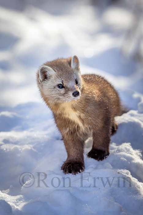 Pine Marten