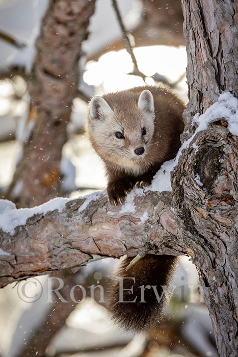 Pine Marten