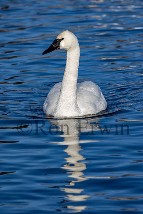 Trumpeter Swan