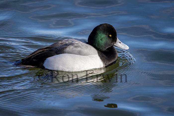 Greater Scaup
