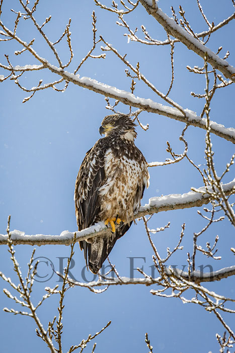 Immature Bald Eagle