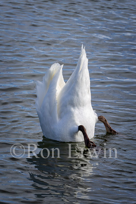 Trumpeter Swan's Bottom