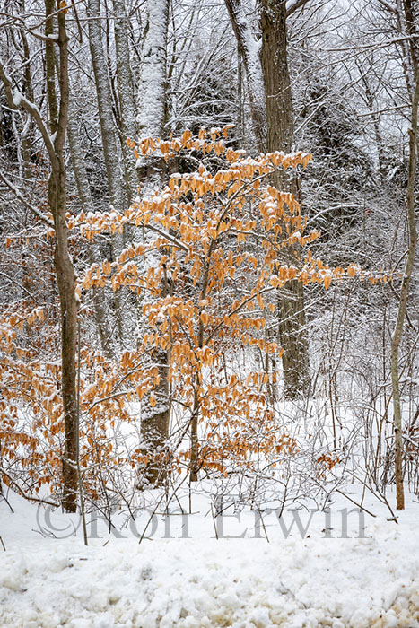 Woods in Winter