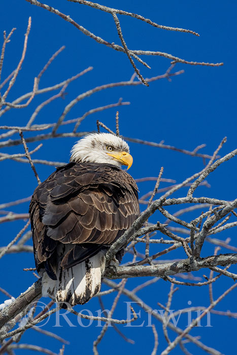 Bald Eagle Adult