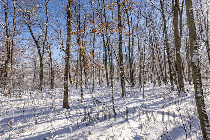 Sun through Trees in Winter