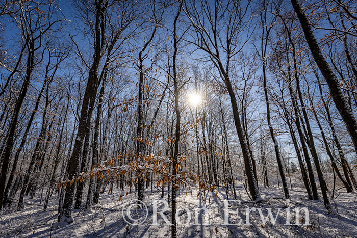 Sun through Trees in Winter