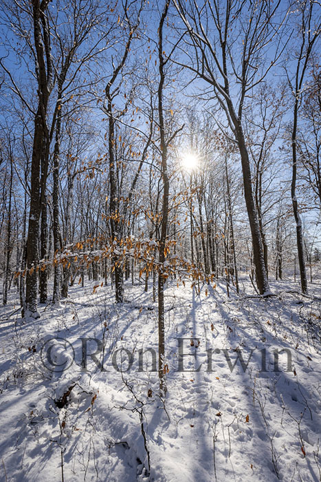 Sun through Trees in Winter