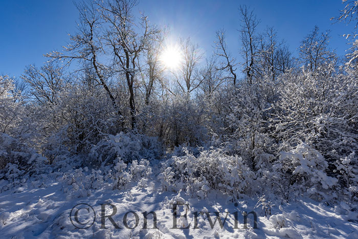 Sun through Trees in Winter