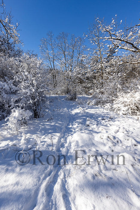 Snow Covered Trees