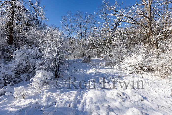Snow Covered Trees