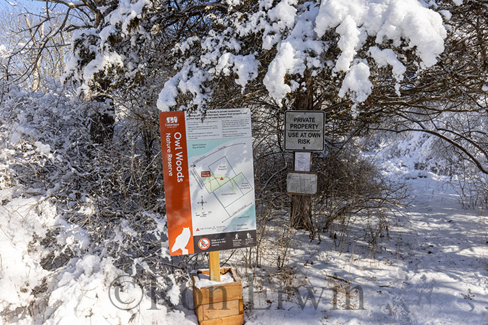 Winter in Owl Woods