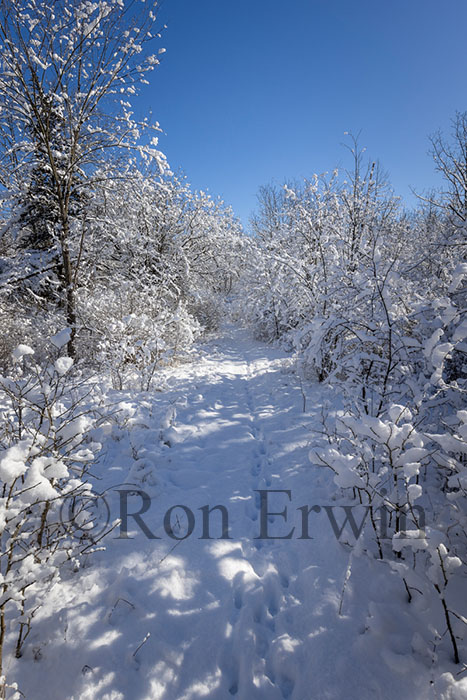 Snow Covered Trees