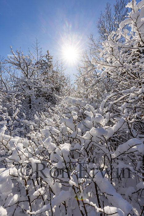 Snow Covered Trees