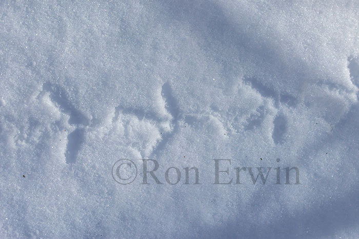 Grouse Tracks in Snow