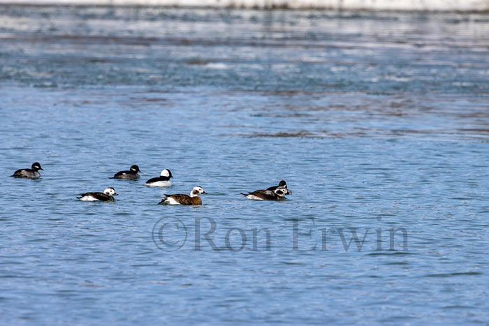 Long-tailed Ducks