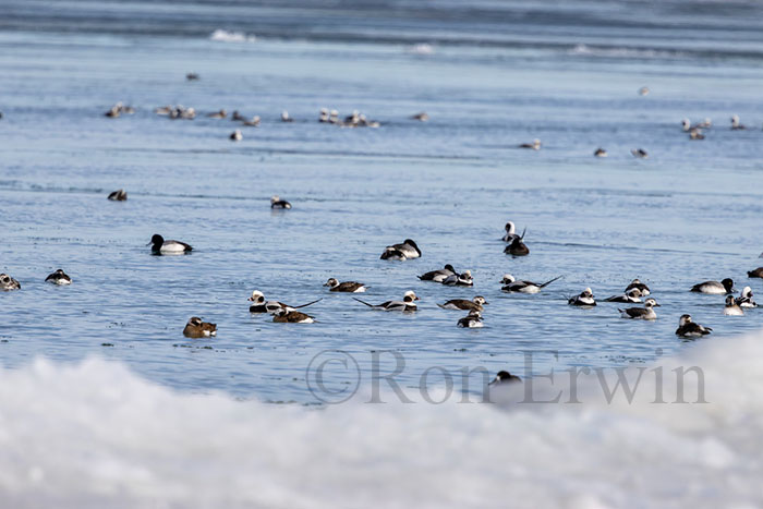 Long-tailed Ducks