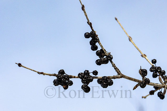 Common Buckthorn