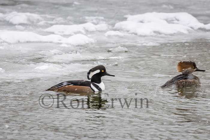 Hooded Mergansers