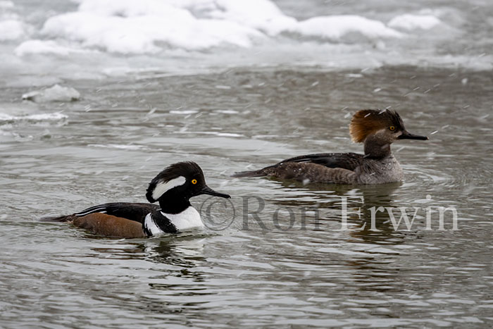 Hooded Mergansers