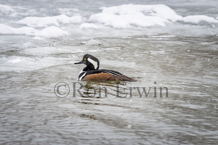 Hooded Mergansers