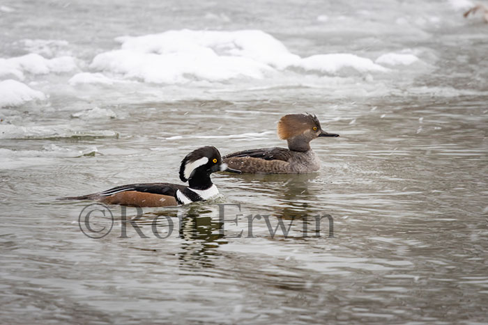 Hooded Mergansers
